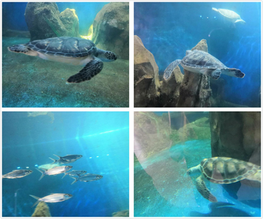 ��ͬ��ͬ�������ڹ��A(y��ng)�� ��������ˇ�g(sh��)Ϳ�ψF(tu��n)�����ʻ��