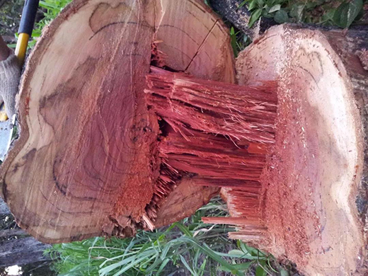 ��t��֦�Ҿߣ����M(j��n)�롰���ƻ����r��